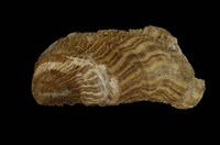 藏品(鳳凰蛤)的圖片